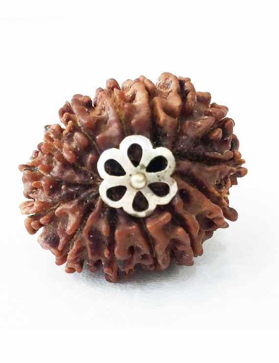 14 Mukhi Nepali Rudraksha